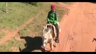 Pedrito y Rosita: el niño que viaja 5 km en burra para ir a la escuela en Sapucai