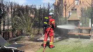 Madrid bans Leyland cypresses to prevent fires