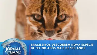Brazilian researchers discover new feline species after more than 100 years | Jornal da Band