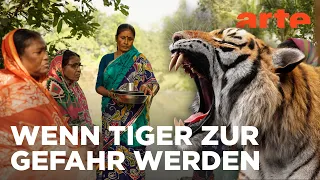 Indien: Die schwierige Rettung der Tiger | ARTE Reportage