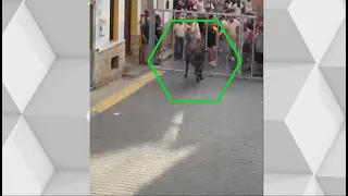 Buscan una vaquilla que escapó de los encierros en Minglanilla- laSexta Noticias
