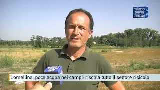 Lomellina, water shortage in the fields: the rice sector is at risk