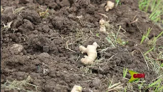 Ginger Production Drive