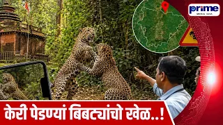 Leopards Spotted in Keri, Pernem; Residents Fearful