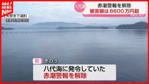 51万個のアコヤガイ死に、被害額は8684万円 八代海の赤潮警報解除