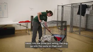 Pet Tips | Crate Training