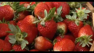 Strawberry Expo 2026 brings together flavor and tradition in Areguá