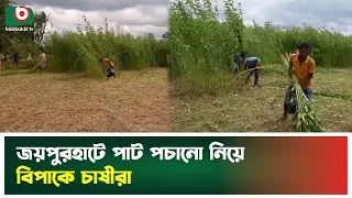জয়পুরহাটে পাট পচানো নিয়ে বিপাকে চাষীরা | Joypurhat | Jute | Farmer | Boishakhi TV News