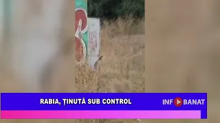 Rabia, ținută sub control