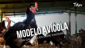 Gallinas en libre pastoreo: modelo avícola sostenible en Caquetá - TvAgro por Juan Gonzalo Angel