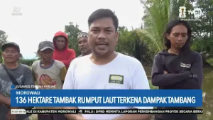 STHI - Morowali: 136 Hektare Tambak Rumput Laut Terkena Dampak Tambang