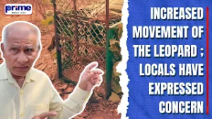 Increased movement of the leopard; Locals have expressed concern