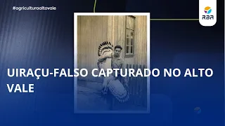 Uiraçu-falso capturado no Alto Vale há décadas hoje é peça de museu