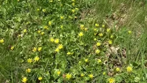 Vårblomster og fuglekvitter