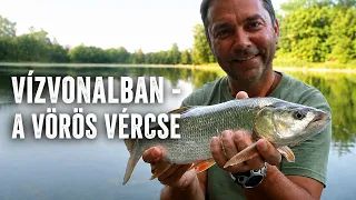 Vízvonalban: A vörös vércse