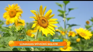Naxçıvanda günəbaxan mövsümü başlayır