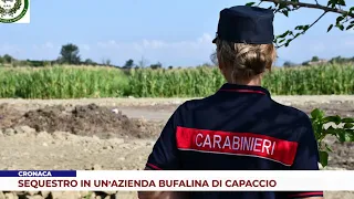NEWS. SEIZURE AT A BUFFALO FARM IN CAPACCIO