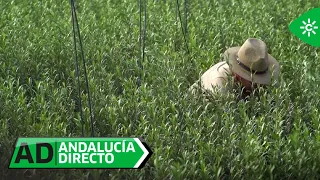 Andalucía Directo | Wednesday, July 22