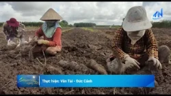 Tây Ninh phát triển diện tích trồng khoai mỡ