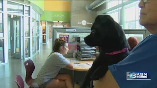 Kansas Humane Society offers free pet adoptions this weekend