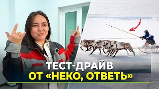 New episode of "Neko, Answer Me" about dog sleds on Yamal TV