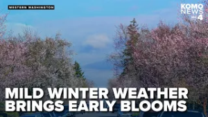 Washingtonians soak up February sun as mild winter brings early blooms