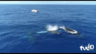 Humpback whales enchant Bahia | TVE Magazine 07/22/2026
