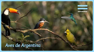 The Most Amazing Birds of the Argentine Litoral | Flora and Fauna | Encuentro