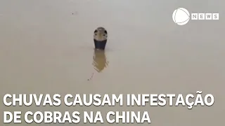 Torrential rains cause snake infestation in China