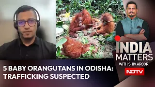 Odisha Orangutans | How Did 5 Baby Orangutans Reach Odisha? Experts Warn Of Trafficking Gaps