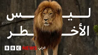 أخطر الكائنات الحية على الأرض... الأول ربما سيصدمك