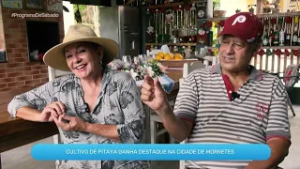 CULTIVO DE PITAYA GANHA DESTAQUE NA CIDADE DE MORRETES