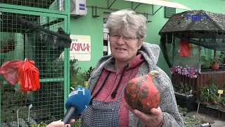 Dekorativne bundeve osvajaju pančevačke pijace - TV Pančevo
