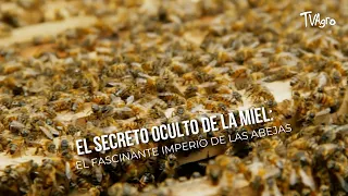 The Hidden Secret of Honey: The Fascinating Empire of Bees - TvAgro by Juan Gonzalo Angel