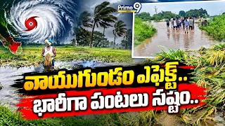 Rain Effect In Andhraoradesh : వాయుగుండం ఎఫెక్ట్.. భారీగా పంటలు నష్టం.. | Prime9 News