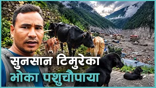 बाढीले क्षतविक्षत रसुवाको टिमुरेमा मालिक पर्खेर बसेका घरपालुवा चौपाया | Kantipur Samachar
