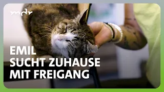 Der tierische Fall der Woche: Kater Emil aus Meiningen | Tierisch tierisch | MDR