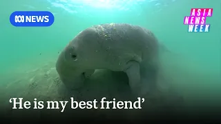 'He is my best friend': meet the man living with Thailand's dugongs | Asia News Week | ABC NEWS