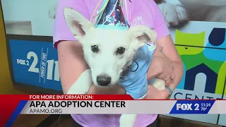 Adopt Tripp, the party dog