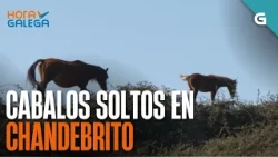 Cabalos SOLTOS en Chandebrito | HORA GALEGA