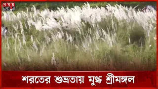 শরতের শুভ্রতায় সাজানো শ্রীমঙ্গলের বেলতলি ভুড়ভুড়িয়া | Dharla River | Autumn Nature | Somoy TV