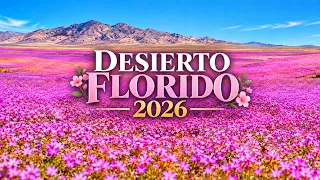 Mayor Victor Isla Lutz shows us the Flowering Desert 2026 | September 23, 2026