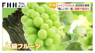 収穫前のシャインマスカット400房が盗まれる　3～4人の足跡も　関東で大量盗難被害相次ぐ（2026年08月14日）