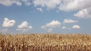 France: Alsace farmers bet on legumes to combat drought