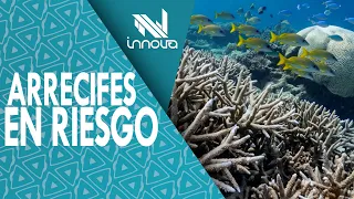 El Niño Phenomenon || Massive Coral Bleaching