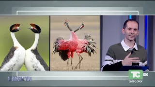 Il Pianeta Vivo: biologia della bellezza - 08.07.2026