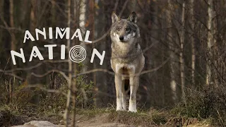 Animal Nation | Kanienʼkéha | S01E05