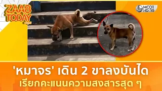 'หมาจร' เดิน 2 ขาลงบันได เรียกคะแนนความสงสารสุด ๆ (29 ก.ย. 69) | แซ่บทูเดย์