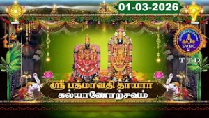 Sri Padmavathi Ammavari || Kalyanotsavam || Tiruchanoor || 01-03-2026 || SVBC2 Tamil || SVBC TTD