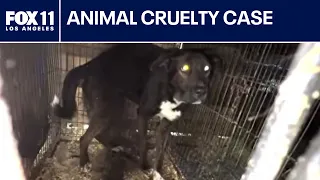 Animal rescue operator charged with animal cruelty
